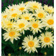 MARGUERITE BANANA CREAM