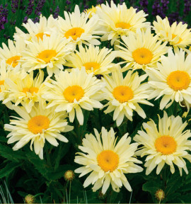 MARGUERITE BANANA CREAM