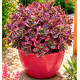 SEDUM SUNSPARKLER DREAM DAZZLER