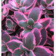 SEDUM SUNSPARKLER DREAM DAZZLER