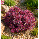 SEDUM SUNSPARKLER DREAM DAZZLER