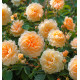 ROSIER BUFF BEAUTY
