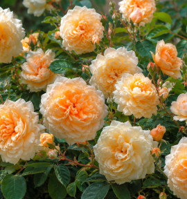 ROSIER BUFF BEAUTY