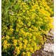 ALYSSUM MONTANUM BERGGOLD