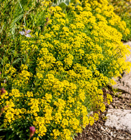 ALYSSUM MONTANUM BERGGOLD