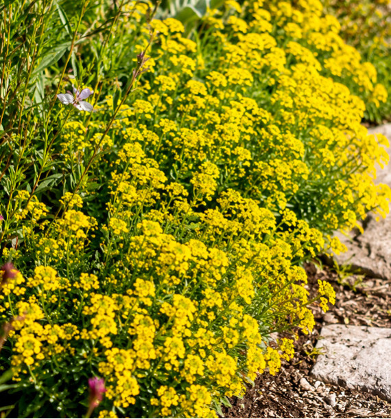 ALYSSUM MONTANUM BERGGOLD