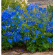 DELPHINIUM NAIN BLEU