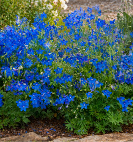 DELPHINIUM NAIN BLEU