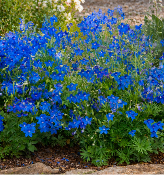 DELPHINIUM NAIN BLEU