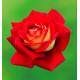 ROSIER BUISSON BICOLETTE