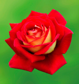ROSIER BUISSON BICOLETTE