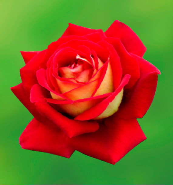 ROSIER BUISSON BICOLETTE