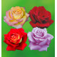 COLIBRIANT 4 ROSIERS BUISSONS: 1 MME MEILLAND + 1 POEMA + 1 BICOLETTE + 1 VIOLET PERFUME