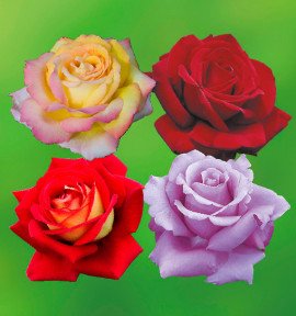 COLIBRIANT 4 ROSIERS BUISSONS: 1 MME MEILLAND + 1 POEMA + 1 BICOLETTE + 1 VIOLET PERFUME