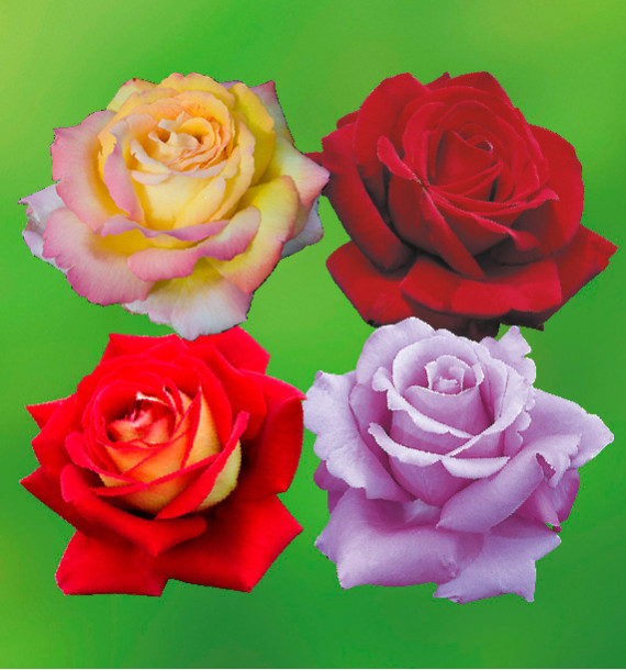 COLIBRIANT 4 ROSIERS BUISSONS: 1 MME MEILLAND + 1 POEMA + 1 BICOLETTE + 1 VIOLET PERFUME
