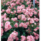 ROSIER BONICA®