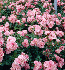 ROSIER BONICA®