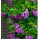 ROSIER GRIMPANT ANCIEN VEILCHENBLAU (rosier liane)