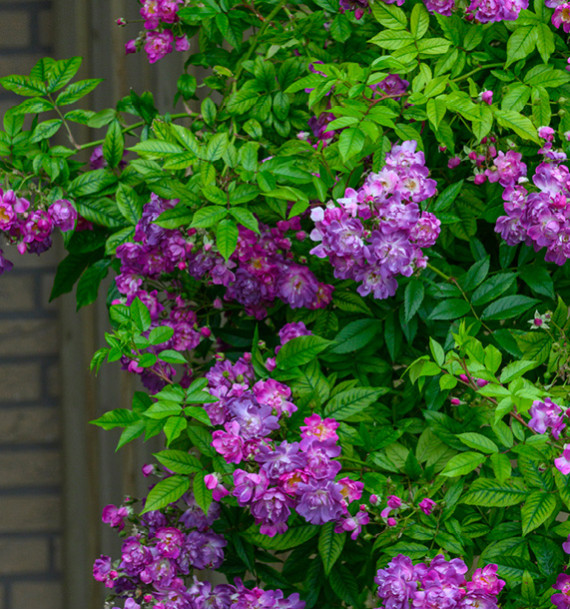 ROSIER GRIMPANT ANCIEN VEILCHENBLAU (rosier liane)