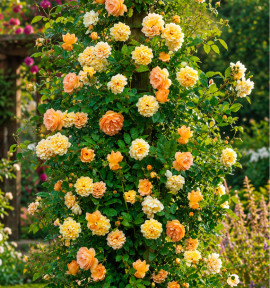 ROSIER GRIMPANT GHISLAINE DE FÉLIGONDE