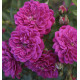 ROSIER PURPLE RAIN®
