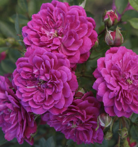 ROSIER PURPLE RAIN®