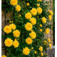 ROSIER GOLDEN SHOWER