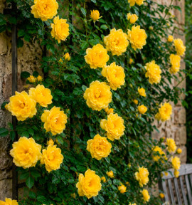 ROSIER GOLDEN SHOWER