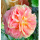 ROSIER GRIMPANT ALCHYMIST