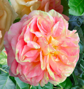 ROSIER GRIMPANT ALCHYMIST
