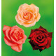 COLIBRIANT 3 ROSIERS BUISSONS : 1 INDIAN SUMMER + 1 MILDRED SCHEEL + 1 TANORSTAR