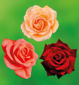 COLIBRIANT 3 ROSIERS BUISSONS : 1 INDIAN SUMMER + 1 MILDRED SCHEEL + 1 TANORSTAR