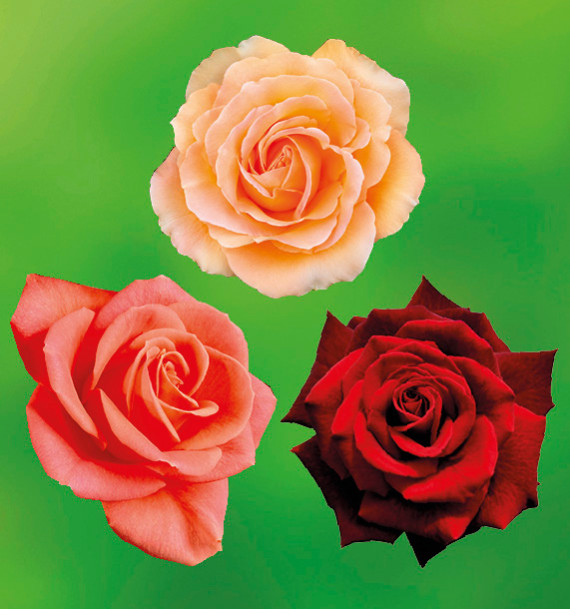 COLIBRIANT 3 ROSIERS BUISSONS : 1 INDIAN SUMMER + 1 MILDRED SCHEEL + 1 TANORSTAR