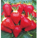 FRAISIER MANON DES FRAISES