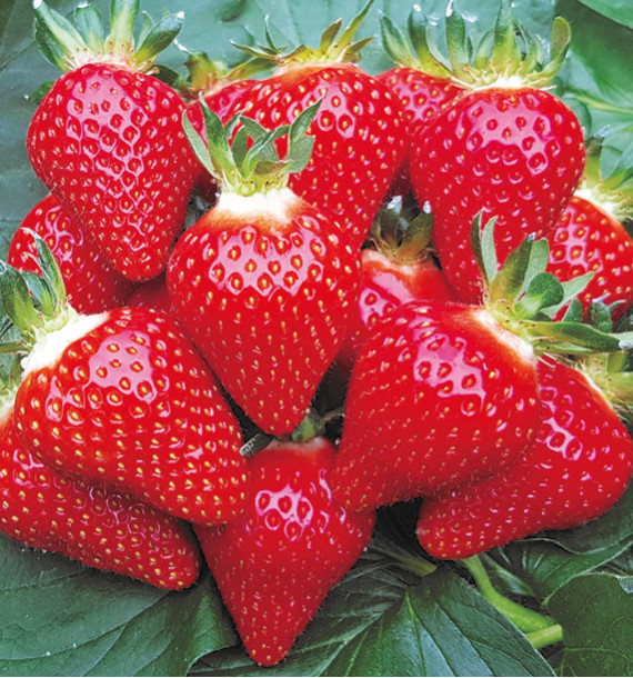FRAISIER MANON DES FRAISES