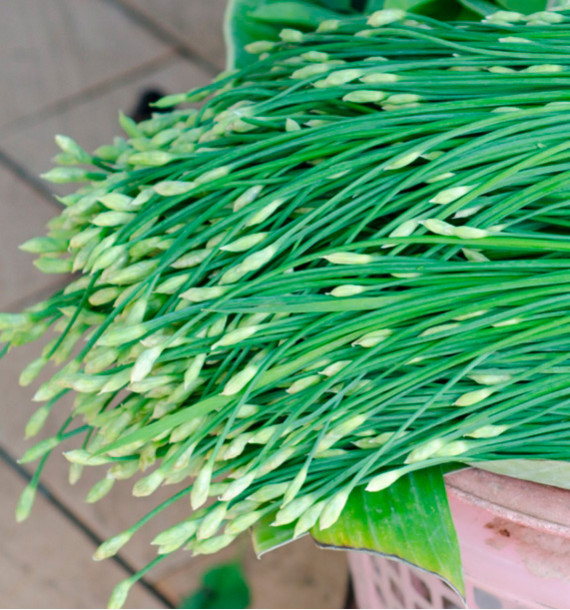 CIBOULAIL