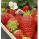 FRAISIER MARIGUETTE® COV Marionnet99