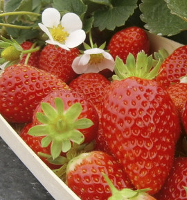 FRAISIER MARIGUETTE® COV Marionnet99