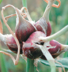 OIGNON ROCAMBOLE