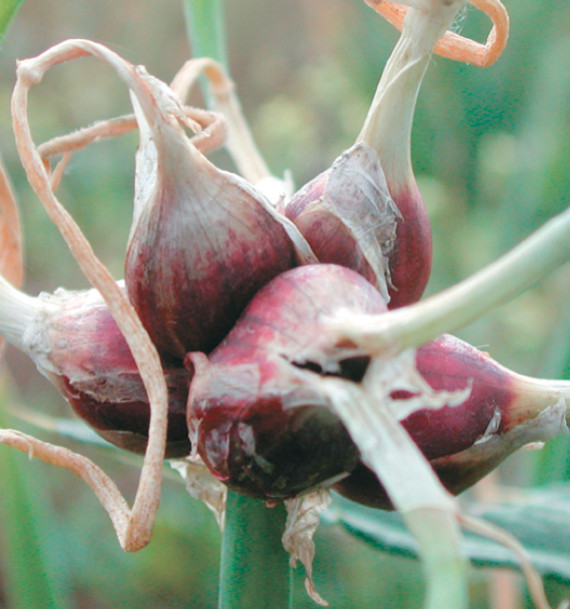 OIGNON ROCAMBOLE