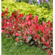 PHOTINIA NAIN CHICO
