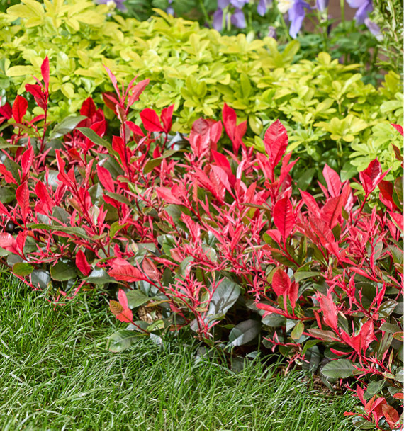 PHOTINIA NAIN CHICO