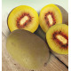 ACTINIDIA WONDER (FEMELLE)