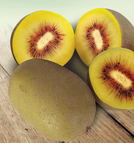 ACTINIDIA WONDER (FEMELLE)