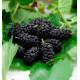 MURIER A FRUITS MILANOWEK