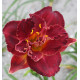 HEMEROCALLE BURGUNDY LOVE