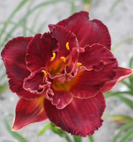 HEMEROCALLE BURGUNDY LOVE