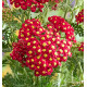 ACHILEE COLOR BURST® RED