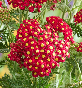 ACHILEE COLOR BURST® RED