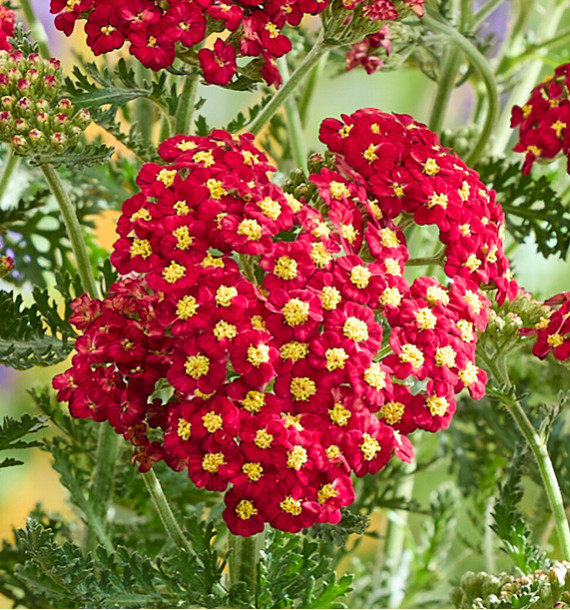 ACHILEE COLOR BURST® RED
